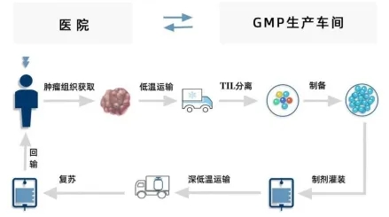 走近科创企业 | 华赛伯曼：聚焦CGT领域，打造全球领先的实体肿瘤TIL治疗药物